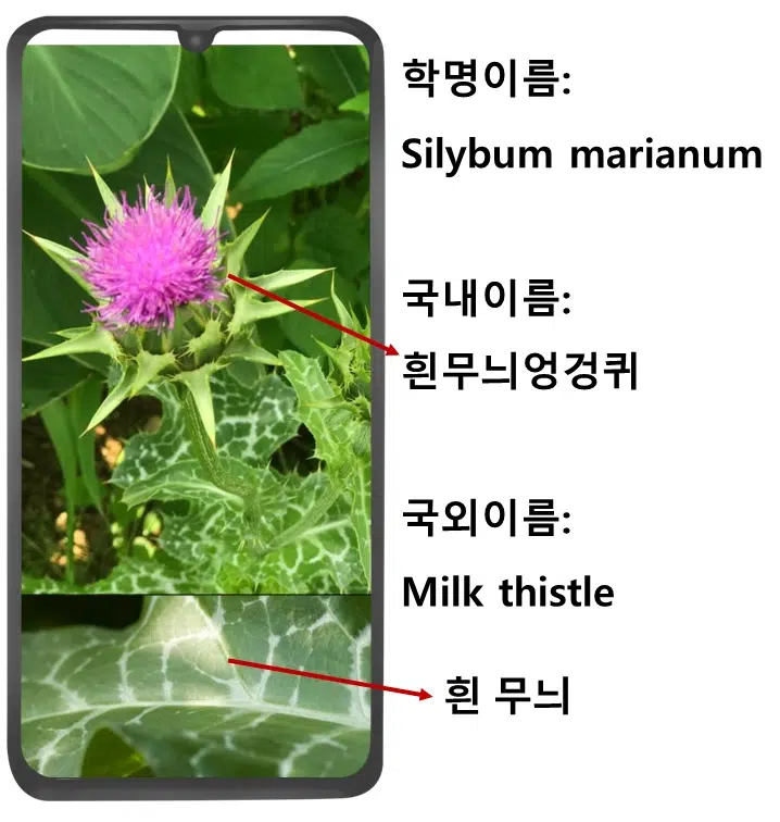 밀크씨슬 엉겅퀴 식물 사진