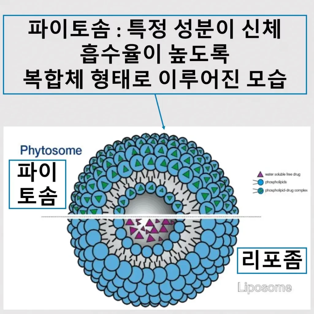 파이토솜과 리포좀 형태 묘사 사진